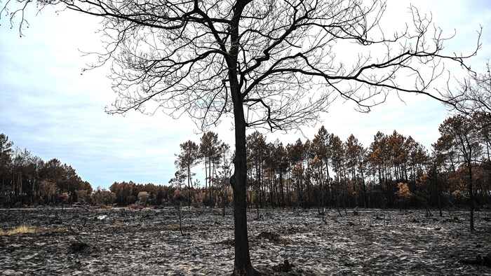 Un seul arbre reste debout dans une forêt calcinée.