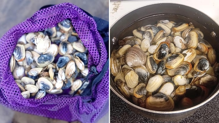 Un sac rempli de palourdes qui seront cuisinées. 