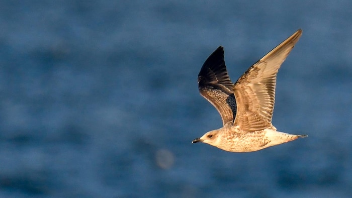 Un oiseau.