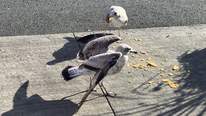 Sur un trottoir, un goéland s'apprête à s'envoler tandis qu'un autre a un morceau de chips dans son bec.