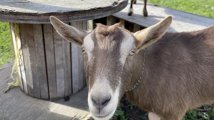 Photo de Gordy, un bouc à Sckopke Farms, à St-Charles.