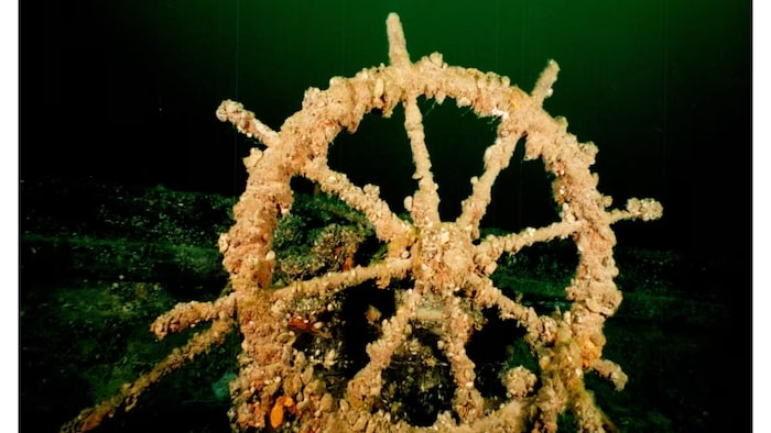 Un gouvernail sous l'eau recouvert de moules, de filaments et d'algues.
