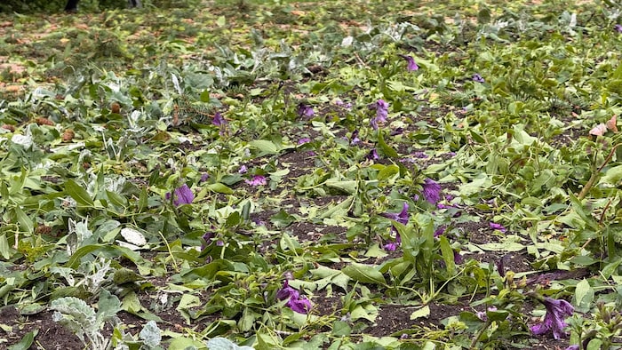 Un jardin en mauvais état.