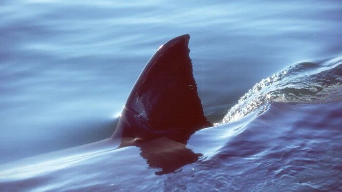 Requins blancs en Atlantique : aucune raison d'avoir peur, disent des  experts