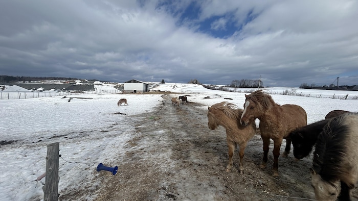 Des chevaux, crinières au vent, sur le terrain extérieur d'une ferme en hiver.