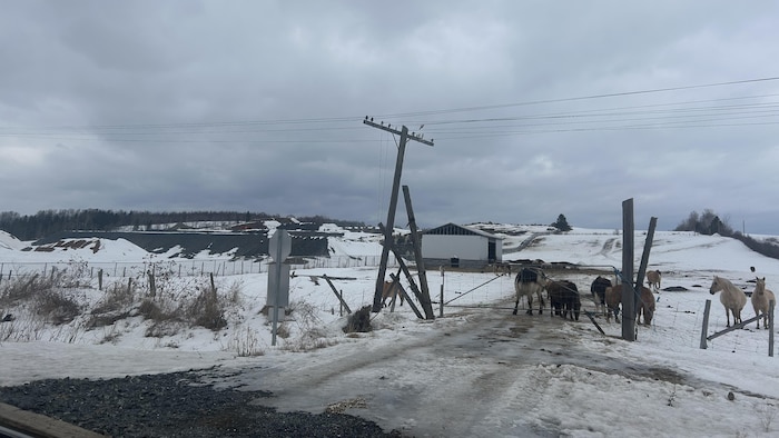 Des chevaux dehors en hiver sur le terrain d'une ferme rurale.