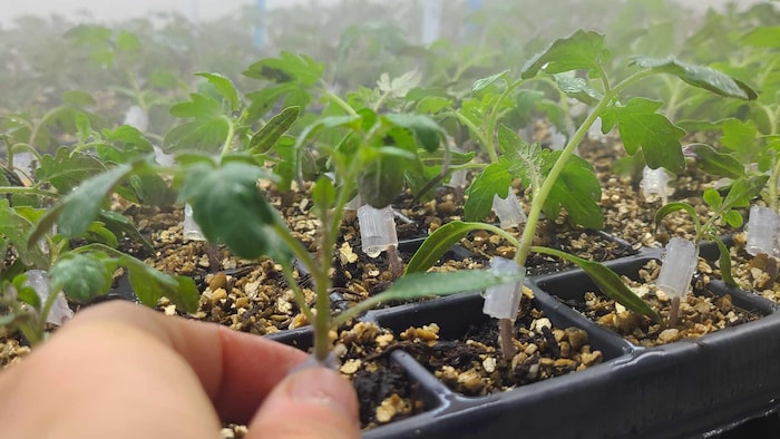 Des plants de tomates.