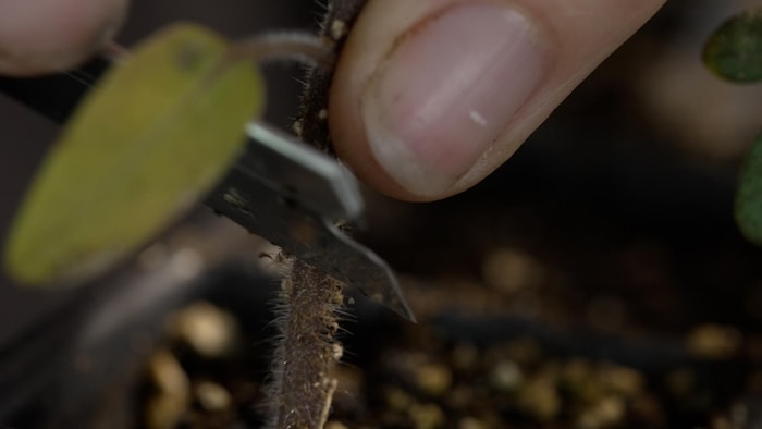 Une main coupe un plant de tomates avec une fine lame dans le but d'y greffer un autre plant.