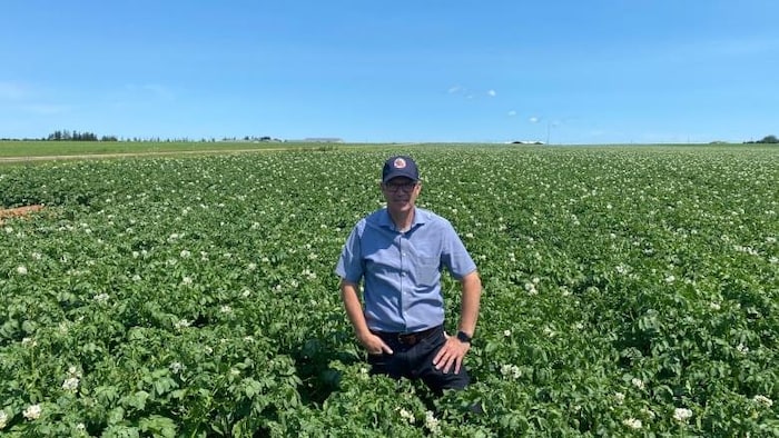 Un insulaire est enfoncé jusqu'à la taille dans un champ agricole touffu.