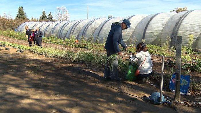 Des personnes s'activent dans un champ. Derrière eux se trouvent des serres.