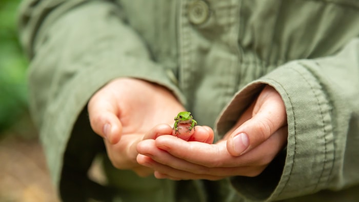 Une personne tient une petite grenouille dans sa main.