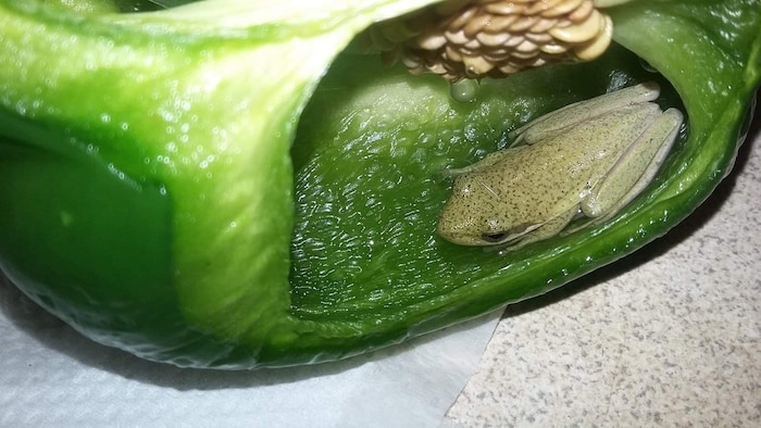 Une grenouille dans un poivron vert.