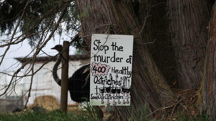 Une autruche dans un champ derrière une clôture de broche où on a accroché une affiche sur laquelle est écrit en anglais le message «Arrêtez le meurtre de 400 autruches en santé».