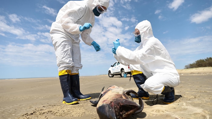 Two people in protective suits, masks and goggles take a sample from the carcass.