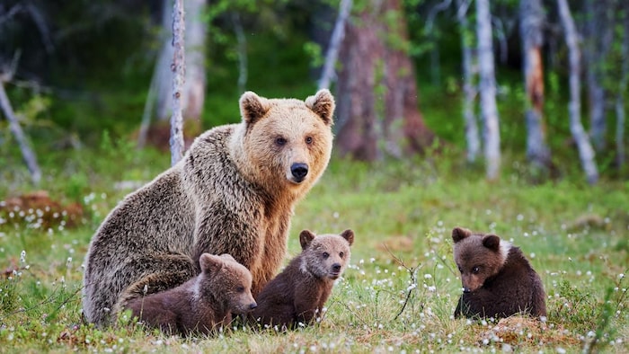 Un ours adulte entouré de trois bébés. Ils sont dans la forêt.