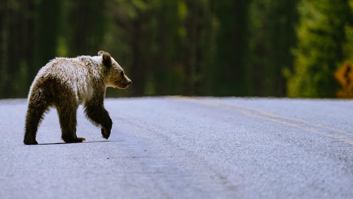 Un ourson grizzli traverse la route.