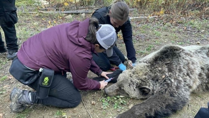 Une femme est agenouillée près d'une ourse grizzli couchée au sol, immobilisée.