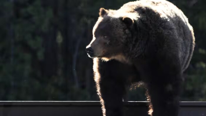 Un ours grizzly traverse un rail de chemin de fer, en avril 2024.