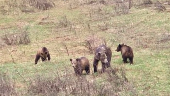 Une femelle grizzli et trois oursons dans la nature.