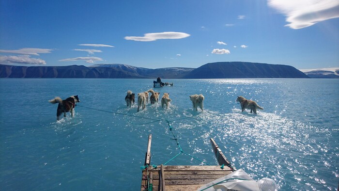 Des chiens tirent un traîneau sur la glace recouverte d'eau près de Qaanaaq au Groenland.