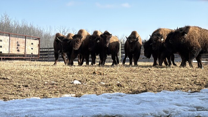 Un groupe de bisonneaux dans un enclos de bois.