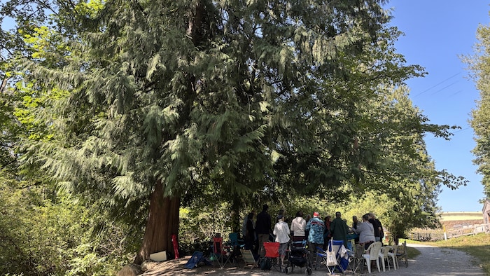 Un grand arbre avec un groupe de personnes réunies en dessous.