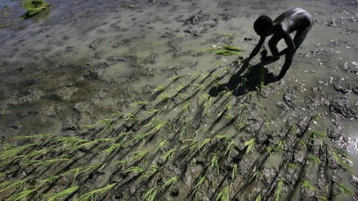 Un garçon haïtien plante du riz dans une rizière de la vallée de l'Artibonite, dans le centre d'Haïti