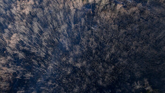 Des arbres calcinés demeurent debout.