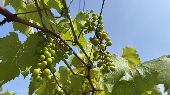 Des vignes. 