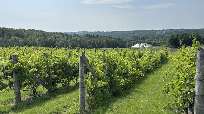Un vignoble. 