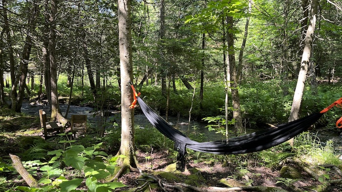 Un hamac devant un ruisseau, en pleine forêt.
