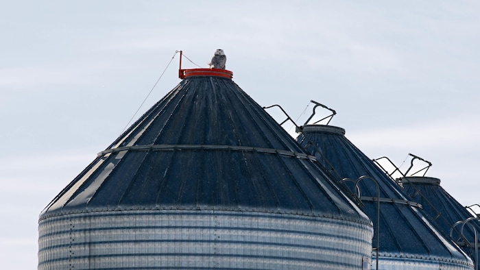 Un harfang des neiges se pose sur un silo.