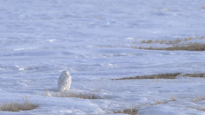 Un harfang des neiges s'est posé sur un espace enneigé.