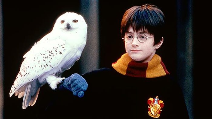 Harry Potter avec Hedwidge.