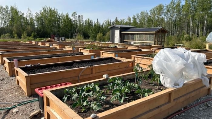 Le jardin communautaire de Hay River.