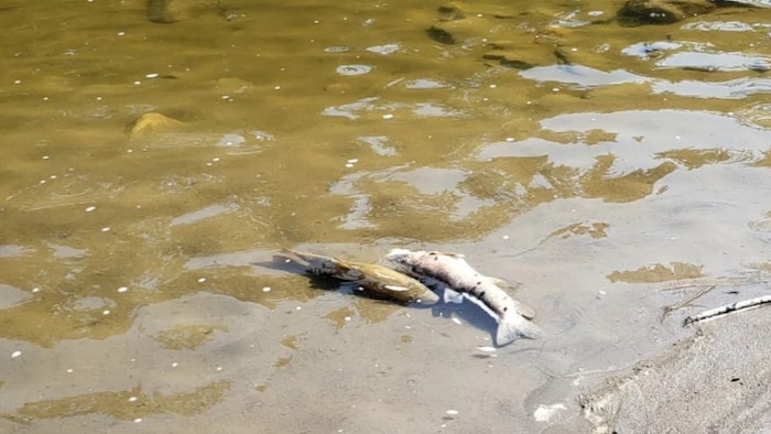 Dead fish are seen floating in Alberta's Pembina River. The fish are thought to have died due to the heat wave across Alberta that resulted in low oxygen in rivers and lakes earlier this month