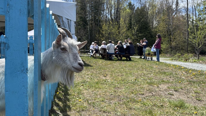Une chèvre