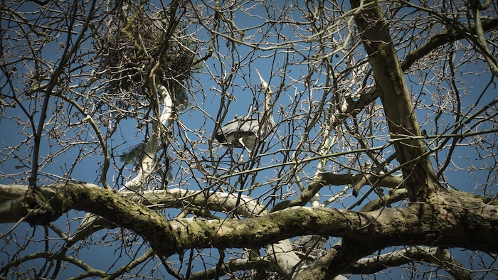 Un oiseau dans un arbre, avril 2024.
