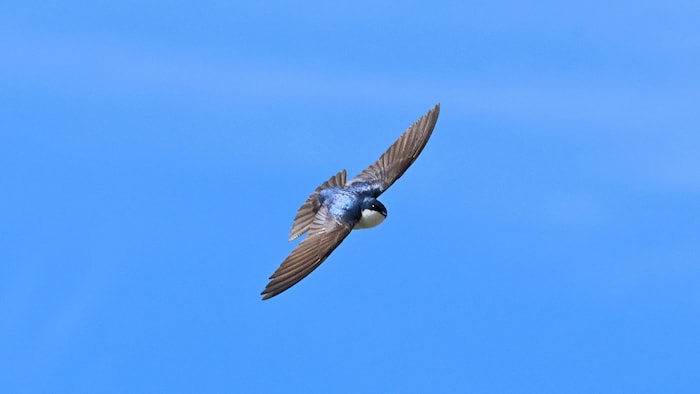 Une hirondelle bicolore en vol.
