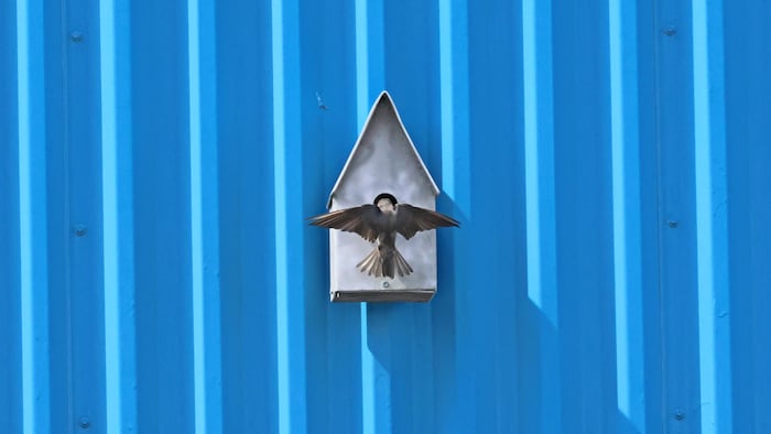 Une hirondelles qui entre dans une cabane.