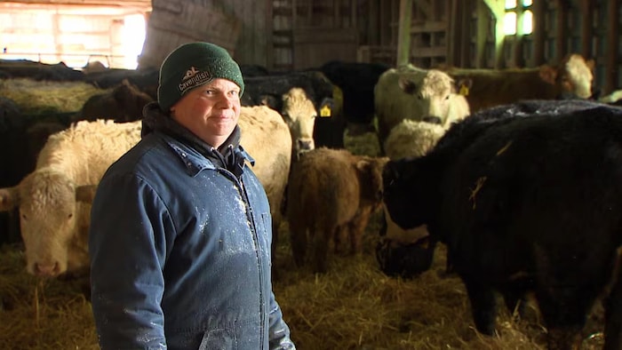 Dennis Hogan interviewé dans une étable devant des vaches qui entourent un veau.