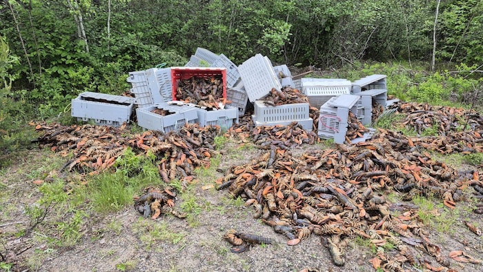 Des caisses de homard et des crustacés jonchant le sol.