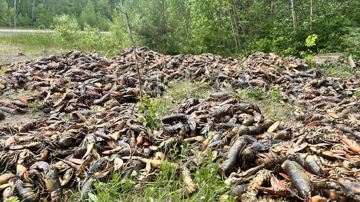 Hommards Une décharge de homards découverte en forêt sème la consternation chez ...