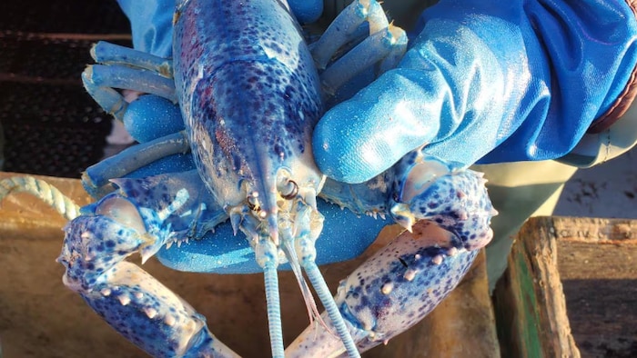 Un pêcheur tient dans ses mains un homard.