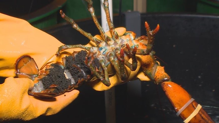 Un homard femelle avec des oeufs