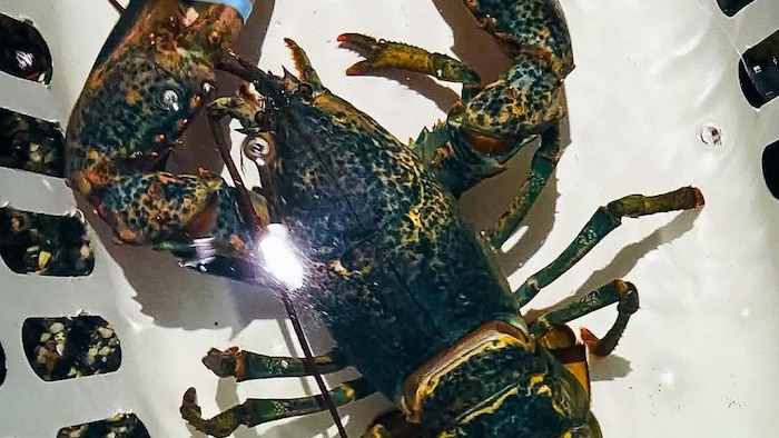 Un homard pris en photo dans sa bassine, dans l'eau.