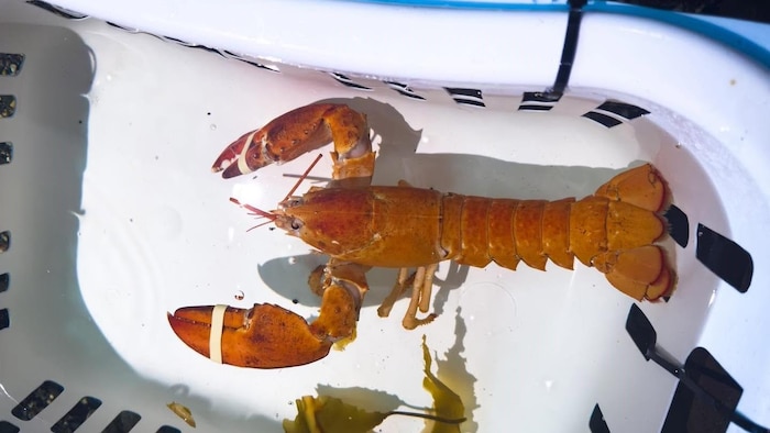 Cheetos le homard est seul dans une bassine sous l'eau.