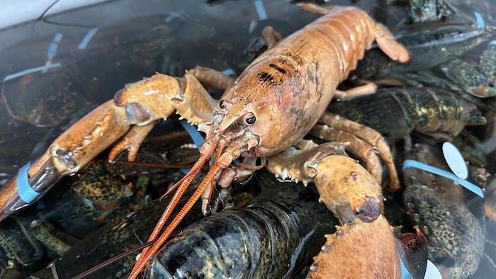 Un homard orange