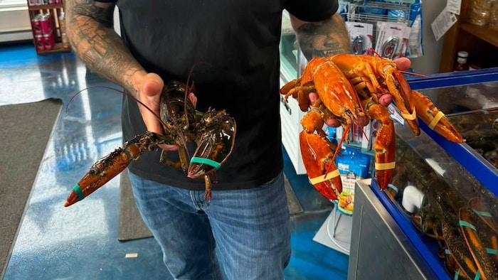 Un homme tient deux homards orange d'un côté, et un homard ordinaire de l'autre.