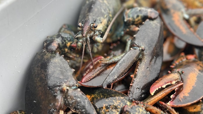 Des homards fraîchement sortis de l'eau.
